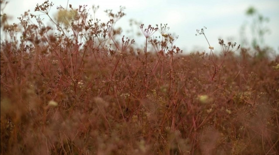 Первая партия продовольственного тмина из Калининградской области отправлена в Турцию