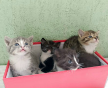 В Калининграде ищут хозяев для котят, родившихся в подвале на Северной горе