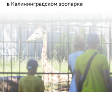 В Калининградском зоопарке в течение года появятся жираф, зебра и другие животные