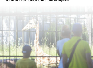 В Калининградском зоопарке в течение года появятся жираф, зебра и другие животные