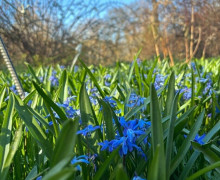 В Ботаническом саду БФУ им. Канта расцвели магнолии и другие весенние растения