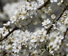 Алыча зацвела на улицах Калининграда