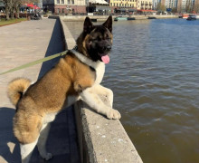 В Калининграде разыскивают пропавшую собаку породы американская акита