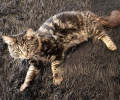 В Калининграде разыскивают пропавшего кота Семёна