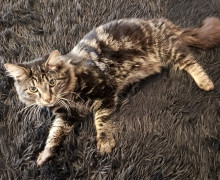 В Калининграде разыскивают пропавшего кота Семёна