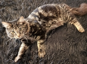 В Калининграде разыскивают пропавшего кота Семёна
