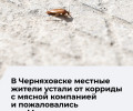 Жители Калининграда пожаловались на запах от мясоперерабатывающего предприятия «Матадор»