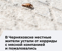 Жители Калининграда пожаловались на запах от мясоперерабатывающего предприятия «Матадор»