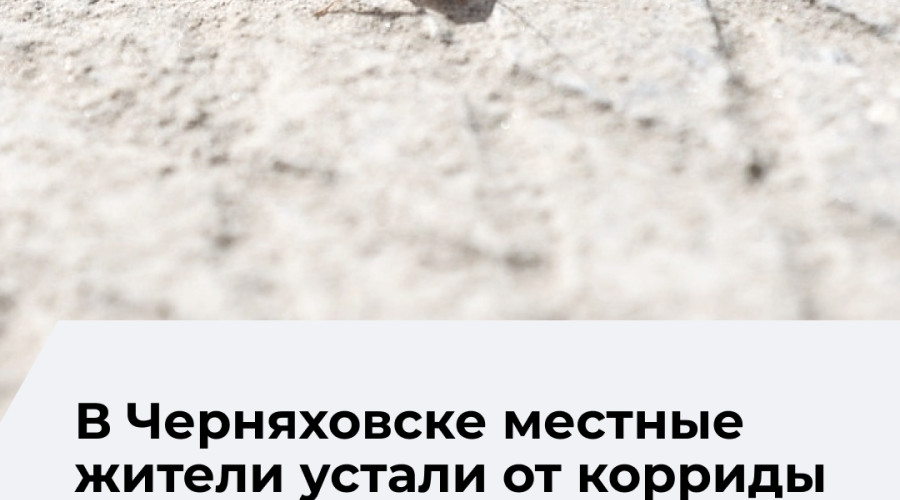 Жители Калининграда пожаловались на запах от мясоперерабатывающего предприятия «Матадор»