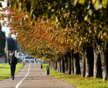В Калининграде планируют закупить феромонные ловушки и клейкие пояса для защиты каштанов от моли