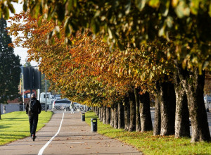 В Калининграде планируют закупить феромонные ловушки и клейкие пояса для защиты каштанов от моли