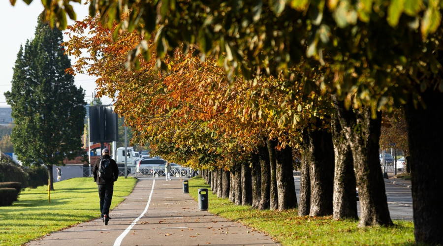 В Калининграде планируют закупить феромонные ловушки и клейкие пояса для защиты каштанов от моли