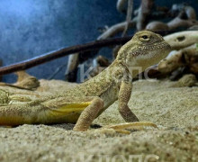 Более 50 ушастых круглоголовок поступили в калининградский центр «Дом дракона»