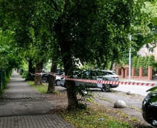 Липы на проспекте Победы в Калининграде снесли из-за аварийного состояния