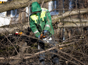 В Калининграде жителям напомнили о праве требовать порубочный билет у подрядчиков