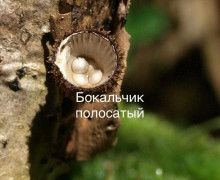 В лесах под Виштынцем после дождей нашли редкие грибы