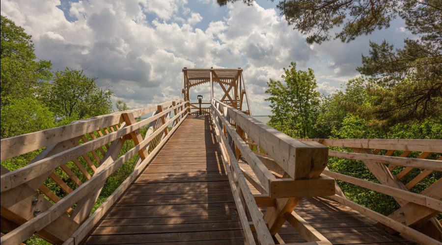 Королевский бор