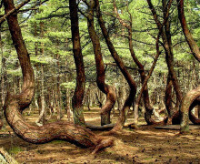 Танцующий лес