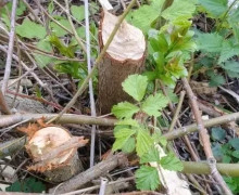 Ночная смена на Куршской косе: бобр попал на фотоловушку за работой