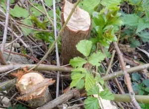 Ночная смена на Куршской косе: бобр попал на фотоловушку за работой
