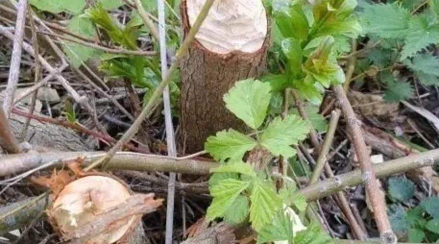 Ночная смена на Куршской косе: бобр попал на фотоловушку за работой