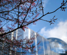 Сакура зацвела на набережной Музея Мирового океана в Калининграде