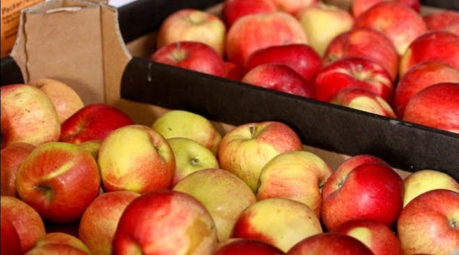 В Калининградскую область с января ввезли свыше 4 тысяч тонн сербских овощей и фруктов