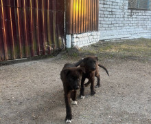 В Калининградской области ищут новых владельцев для таксы и четырёх бездомных щенков