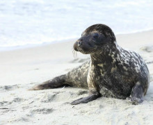 На Куршской косе спасают истощённого детёныша тюленя