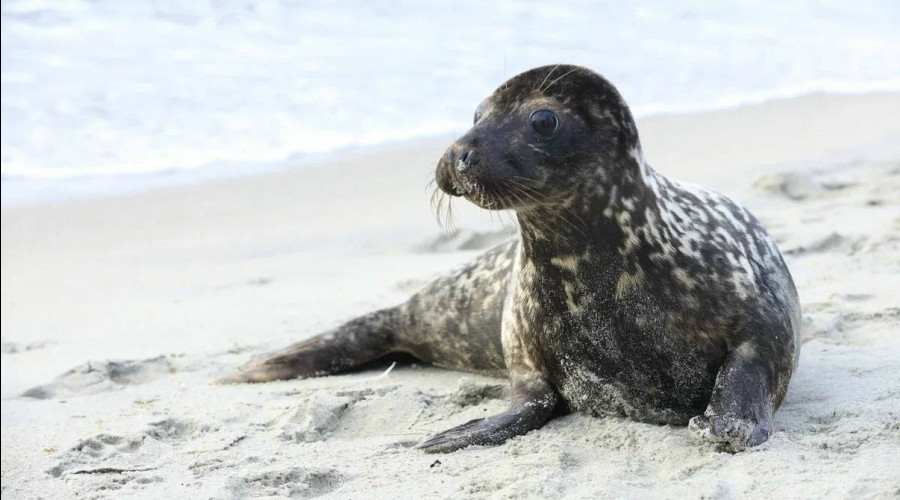 На Куршской косе спасают истощённого детёныша тюленя