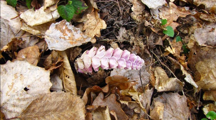 На Куршской косе обнаружен редкий подземный паразит — Петров крест чешуйчатый