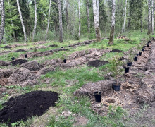 В Чкаловском лесу высадили 250 саженцев дуба и ели