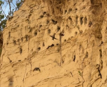 Уникальное место в регионе стало пристанищем для ласточек