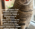 Пропал кот Сёма, 9 лет, Калининград, ул. Куйбышева, 64