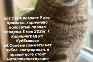 Пропал кот Сёма, 9 лет, Калининград, ул. Куйбышева, 64