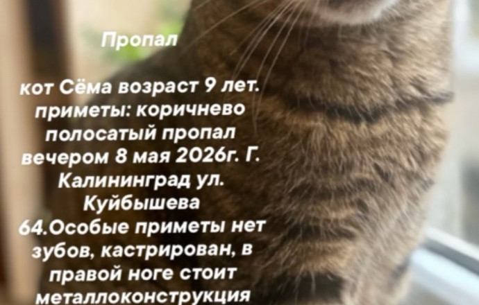 Пропал кот Сёма, 9 лет, Калининград, ул. Куйбышева, 64