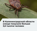 В Калининградской области зафиксированы случаи клещевого энцефалита и болезни Лайма