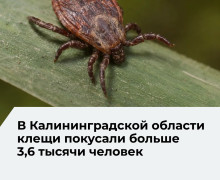 В Калининградской области зафиксированы случаи клещевого энцефалита и болезни Лайма