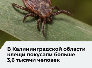 В Калининградской области зафиксированы случаи клещевого энцефалита и болезни Лайма