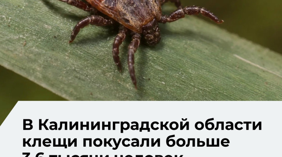 В Калининградской области зафиксированы случаи клещевого энцефалита и болезни Лайма