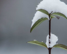 Прогнозируется похолодание в Калининградской области в конце апреля