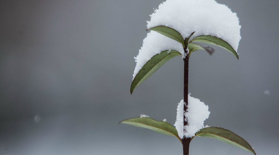 Прогнозируется похолодание в Калининградской области в конце апреля