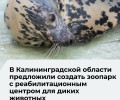 В Калининградской области обсуждают создание зоопарка местной фауны с реабилитационным центром