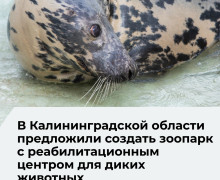 В Калининградской области обсуждают создание зоопарка местной фауны с реабилитационным центром