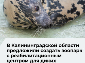В Калининградской области обсуждают создание зоопарка местной фауны с реабилитационным центром