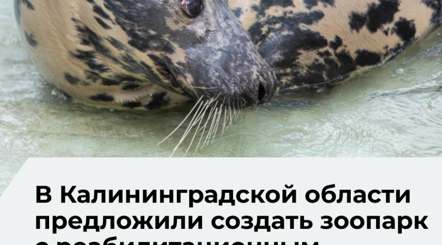 В Калининградской области обсуждают создание зоопарка местной фауны с реабилитационным центром