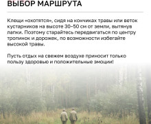 С начала года более 4 тысяч жителей Калининградской области обратились к врачам из-за укусов клещей