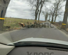 Штормовой ветер в Калининграде и области повалил деревья и повредил строения