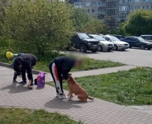 «Отбивала сына утюгом»: в Чкаловске выявили новых пострадавших от нападений стаффордширского терьера