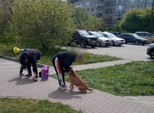 «Отбивала сына утюгом»: в Чкаловске выявили новых пострадавших от нападений стаффордширского терьера